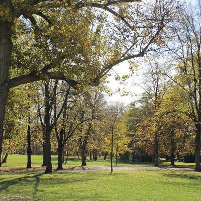 Bäume und Wege im Magdeburger Stadtpark Rotehorn